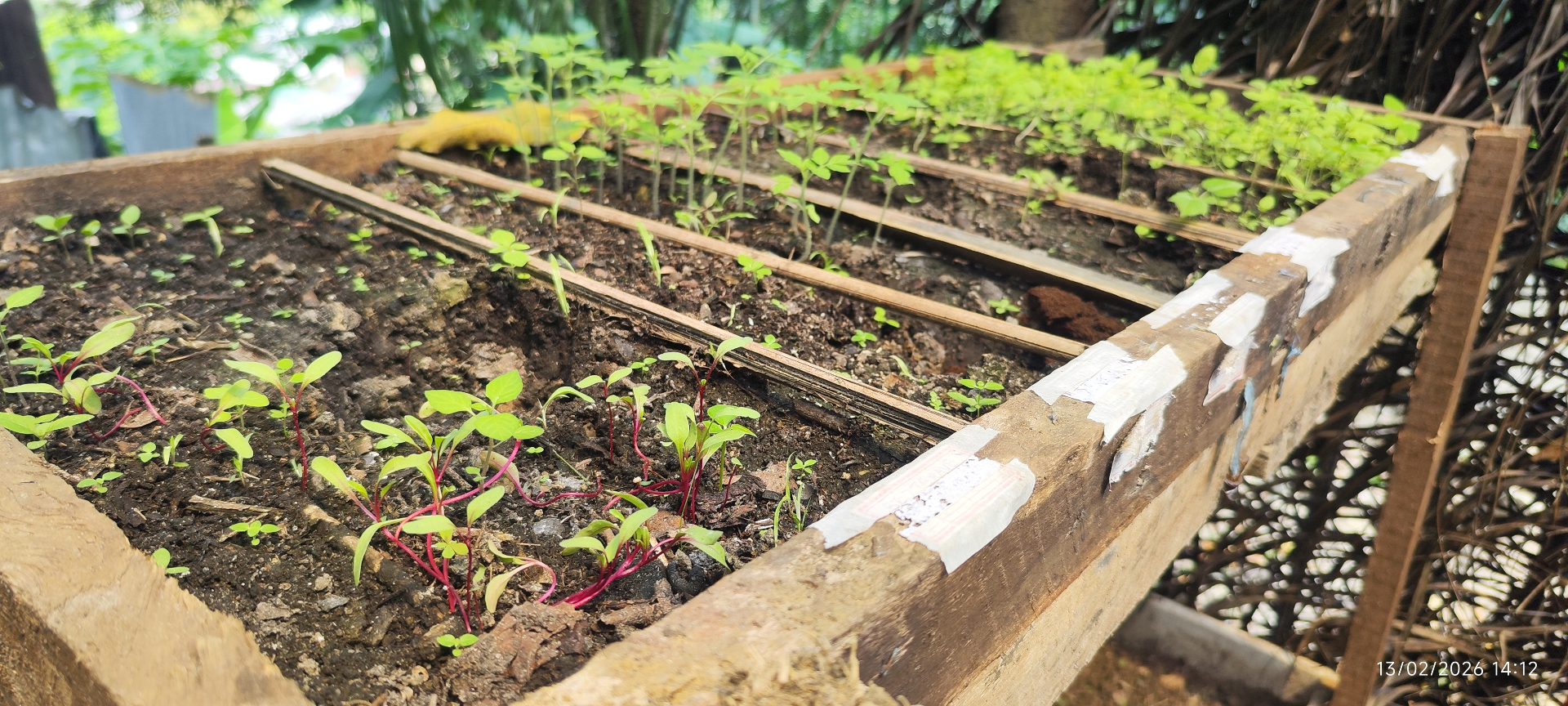 EDIBLE FOREST OAU nursery with young plants in Gabon.