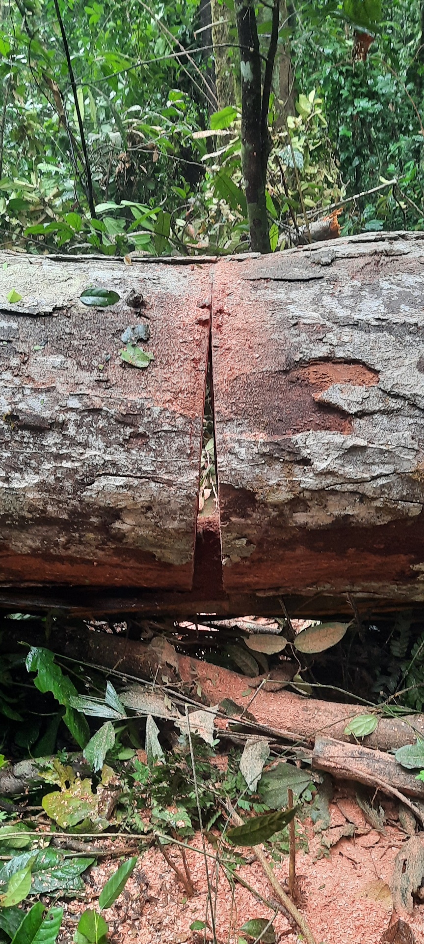 Technical detail of a controlled-felling cut and hinge.